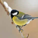 A great tit sitting on a twig