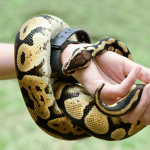A royal or ball python coiled around the arm of a person