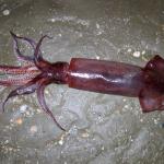European flying squid