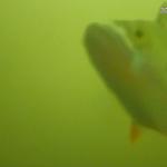 A fish "ringing" Utrecht's fish doorbell on 27 June 2025