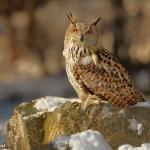 A Eurasian Eagle Owl (Bubo bubo) in its natural habitat.