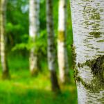 Birch trees