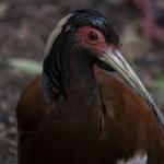 Madagaskar crested ibis
