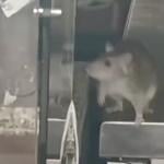 A rat at a restaurant in Amsterdam Oost. March 30, 2026