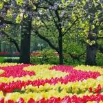 One of the tulip gardens at the Keukenhof in Lisse. March 2026