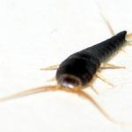 A silverfish insect