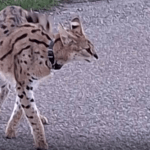 A serval wearing a collar is on the loose in Haaften, Gelderland. The police posted this photo of the animal on 22 March 2026