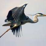 A heron