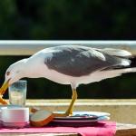 A seagull is stealing food from a table.