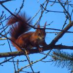 A red squirrel in a tree