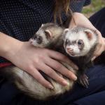 Two ferrets on a woman's lap