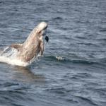 A Risso's Dolphin