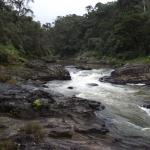  Ranomafana National Park in Madagascar.
