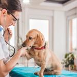 Veterinarian doing a check up on a dog