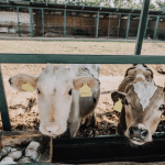 Close up view of little domestic calves standing in a barn