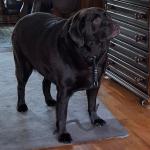 Lizzy, a severely obese Labrador seized from her owner in Haaksbergen