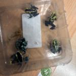 Six poison dart frogs found in the toilets by Schiphol, end of April 2026. 