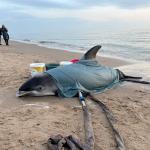 White-beaked dolphin washed ashore alive on Egmond aan Zee beach, 3 May 2026
