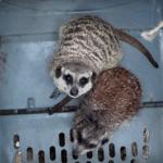 A meerkat and a hedgehog. Nearly 100 exotic animals found in contaminated, overheated enclosures in Limburg. March, 2026
