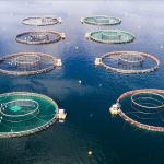 A salmon farm.