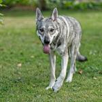 A Saarloos Wolfdog, a large Dutch breed developed in 1935 by crossing a German Shepherd with a Siberian grey wolf.