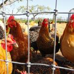 Roosters