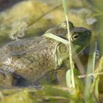 An American Bullfrog floating in the water of a pond
