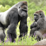 Silverback Shomari together with Uzuri.