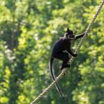 Crested mangabey on a rope