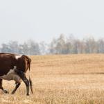 Cows grazing