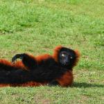 A red ruffed lemur