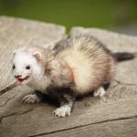 A small ferret
