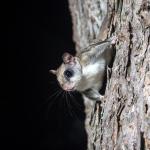 A flying squirrel.
