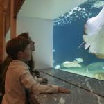 A kid and his mom look at fish at the Artis Zoo Aquarium after its reopening.