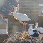 Storks in a nest at the beginning of a day expected to be very warm in the Netherlands. 18 June 2026