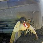 Image of a shellduck that had been stuck to a car's grill for half an hour after a collision, June 29, 2026. 