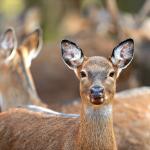 Deer.