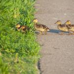Ducklings cross a road.