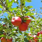 An apple tree.