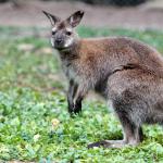A wallaby.