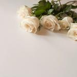Bunch of white roses on blank surface