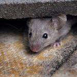 A mouse hides in a building. Undated.