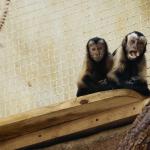 Monkeys in captivity.