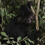 Escaped crested mangabey from Beekse Bergen.