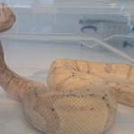 Ball python found hidden in a Canadian woman's bra at Schipol Airport, July 2026