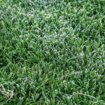 Ground frost on green grass