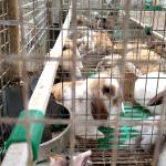 Authorities seize nearly 2,000 rabbits and 127 dogs from Zuid-Holland breeding facility. July 10, 2026.