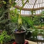 The Titan Arum, known as the Giant Penis Plant and Corpse Flower, in bloom at the Blijdorp zoo in Rotterdam. 8 July 2026