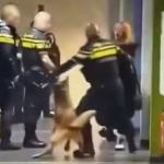 Police officers stand in a corridor at an asylum seekers’ center in Zeist during an arrest in which a pregnant woman was pulled to the ground. May 19, 2026.