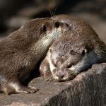 Otters